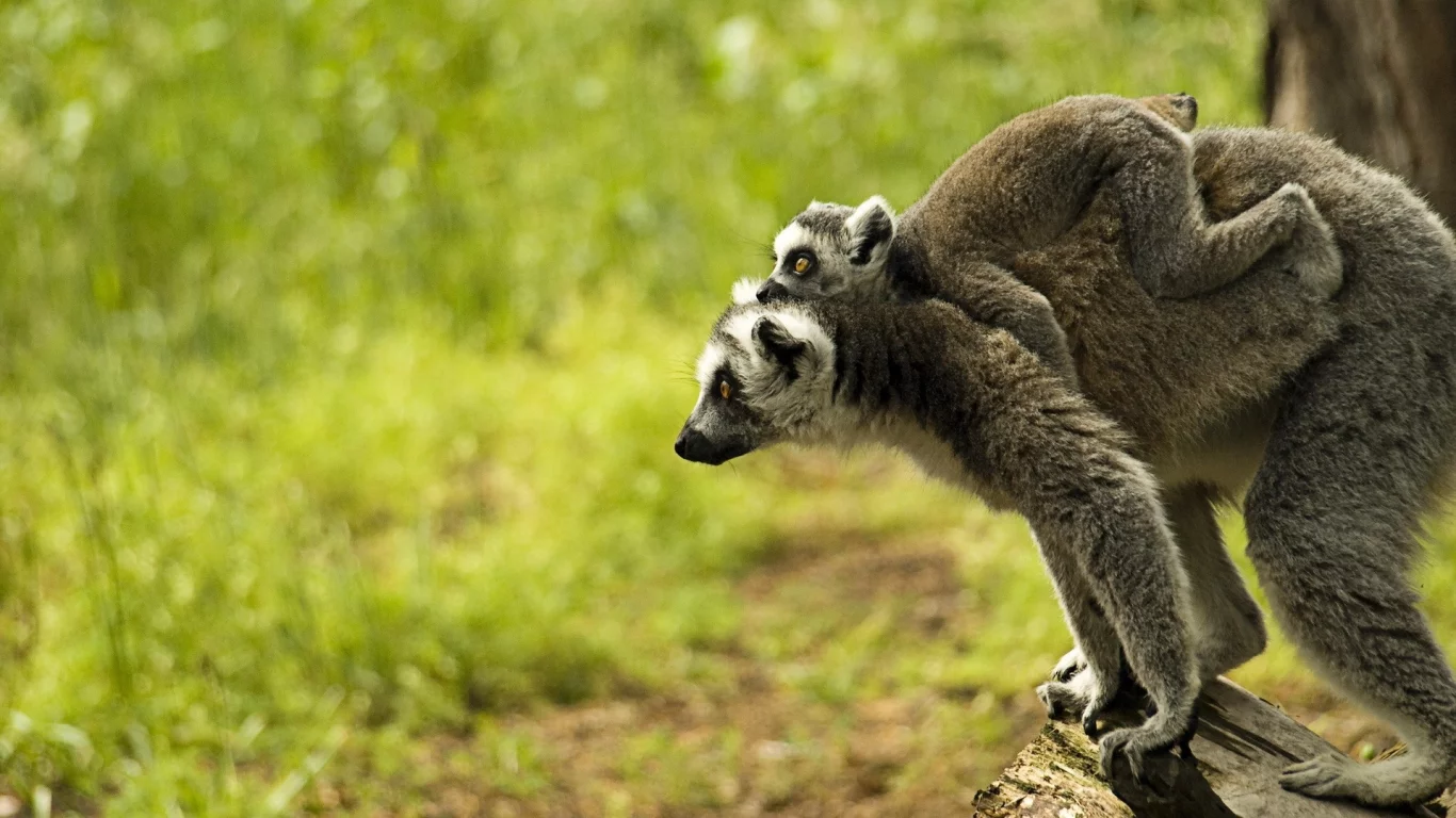 animals, 