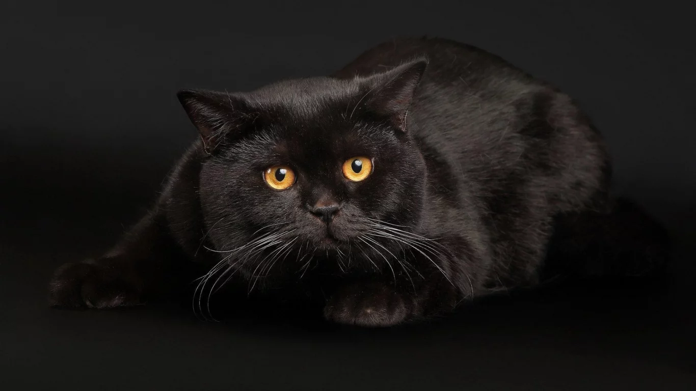 cats, животные, кошки, animals