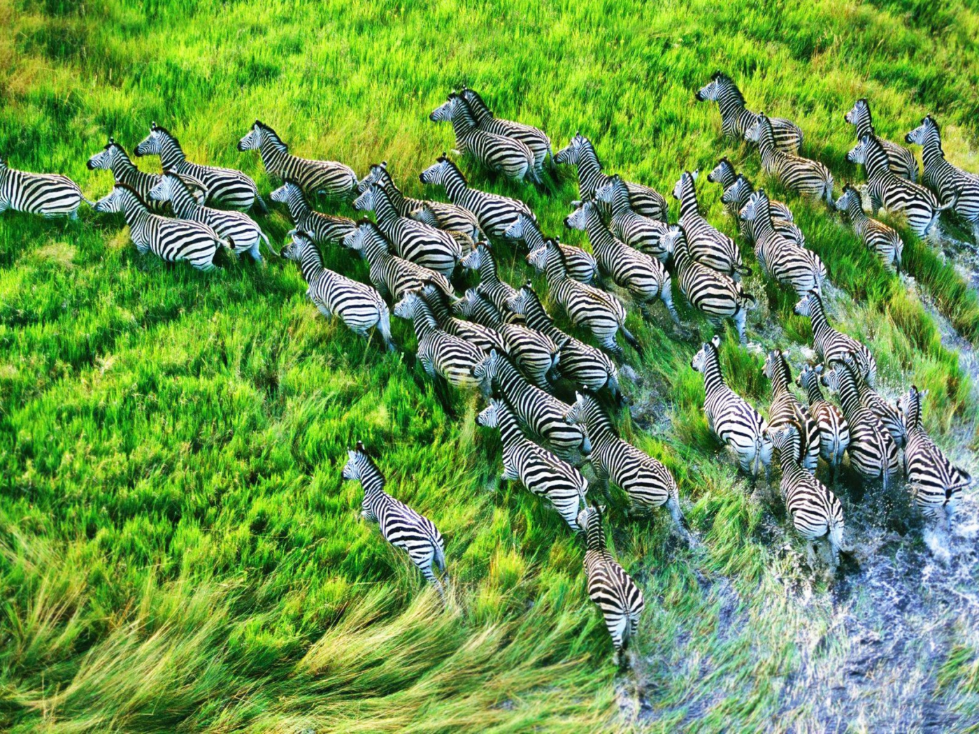 zebras, HDR photography, Grassland, animals, nature, 