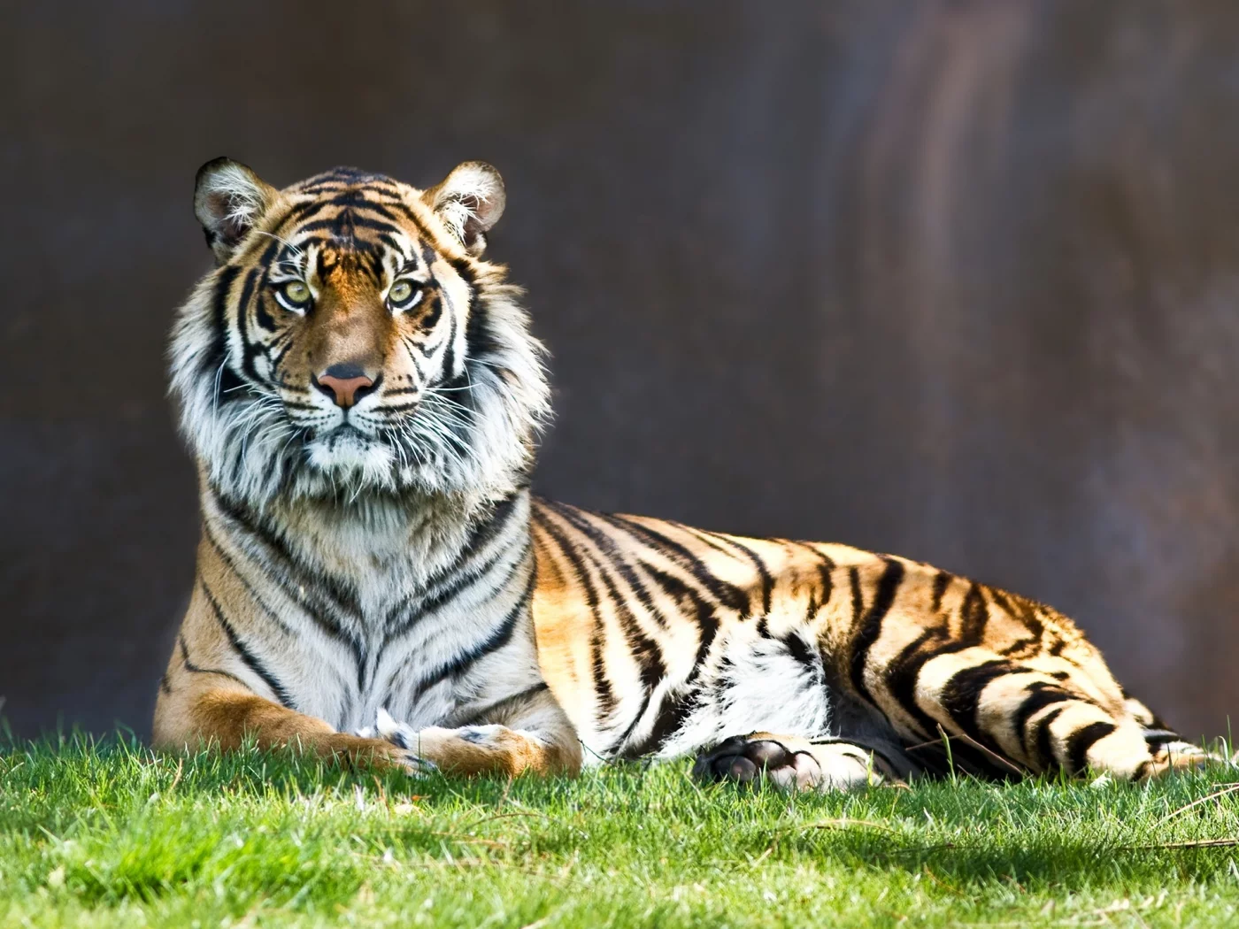 animals, животные