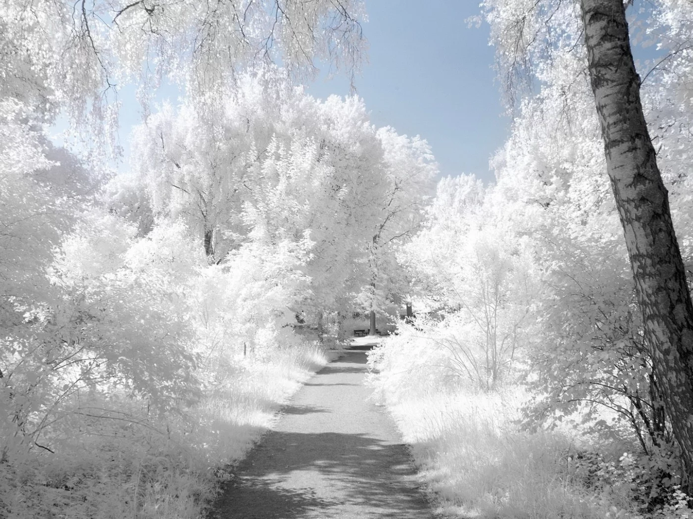 snow, снег