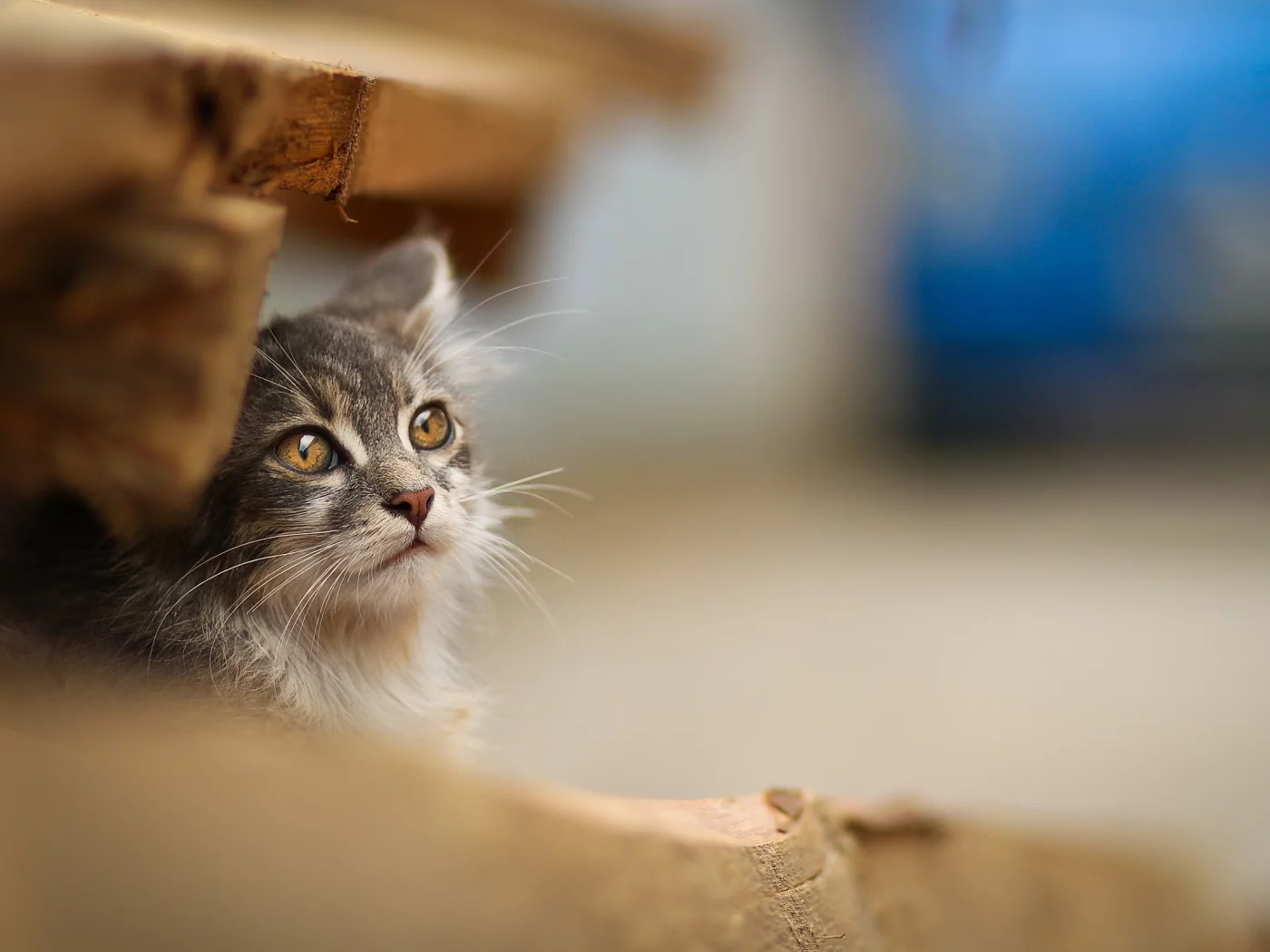 кошки, cats