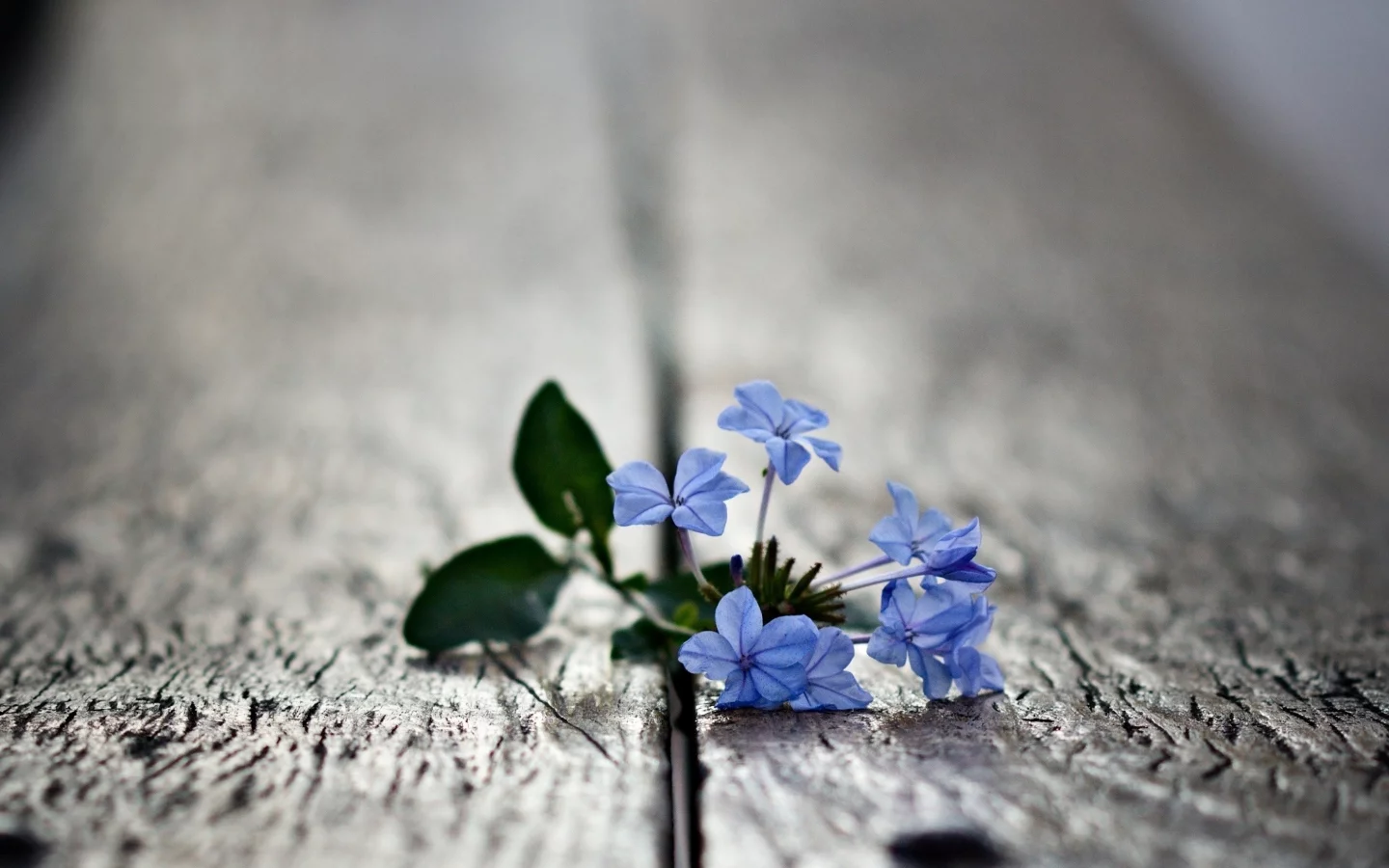 macro, blue flowers, , small