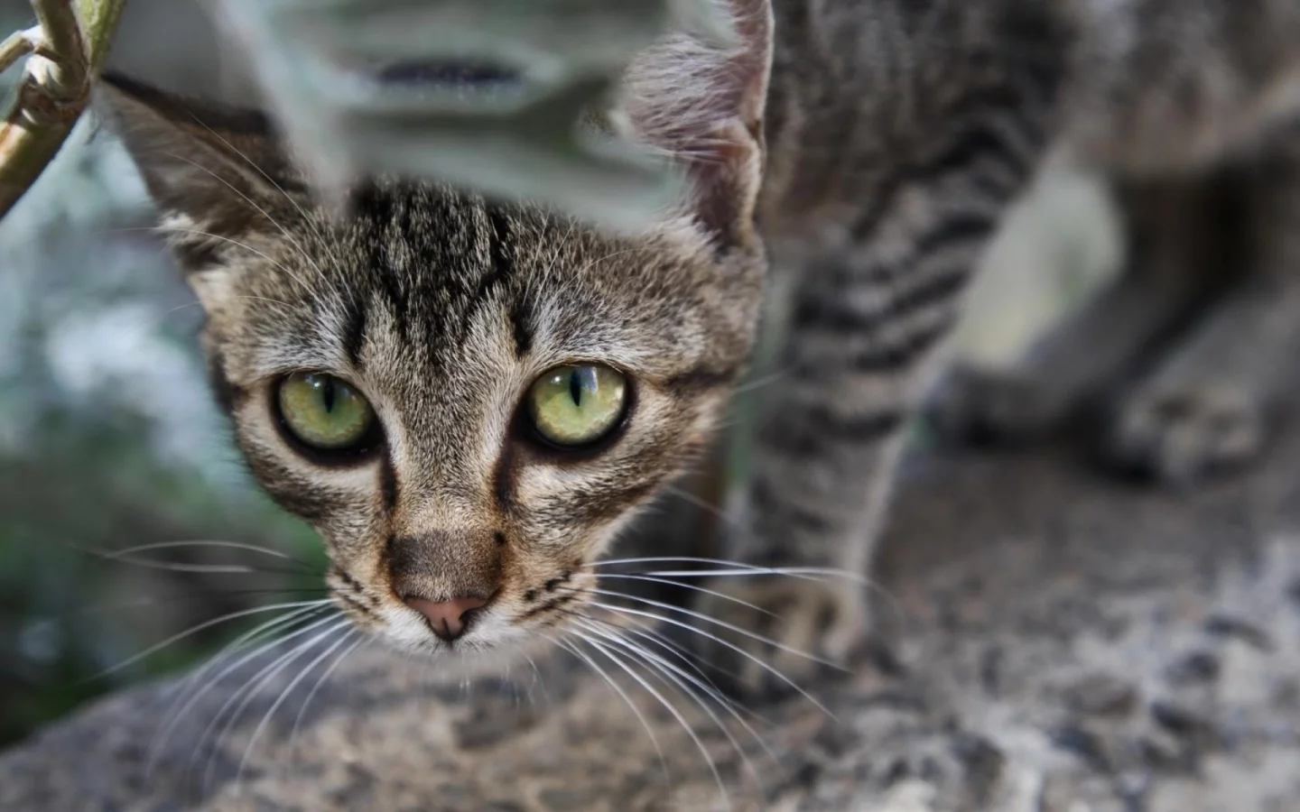 кошки, cats