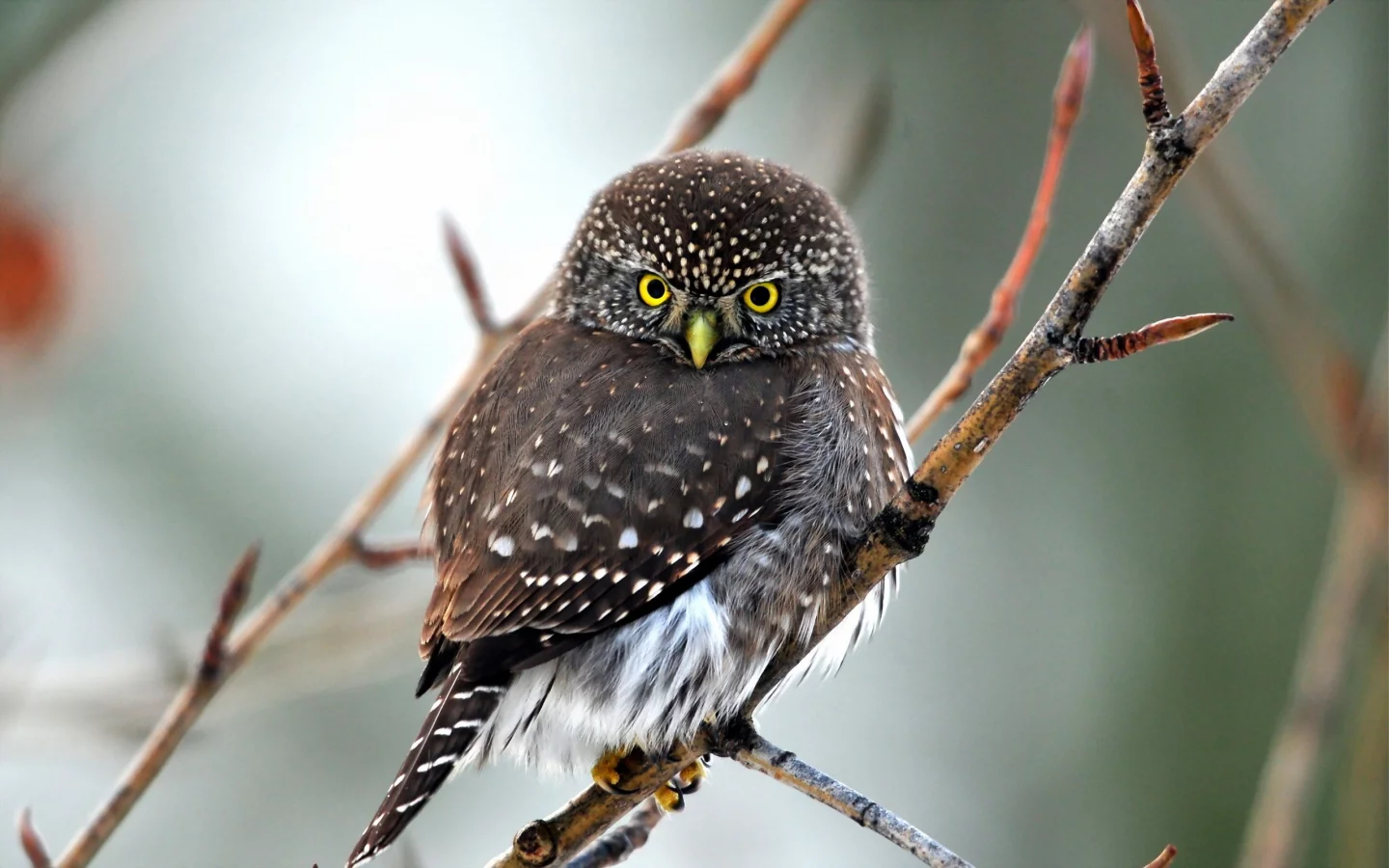 birds, owls, птицы, совами