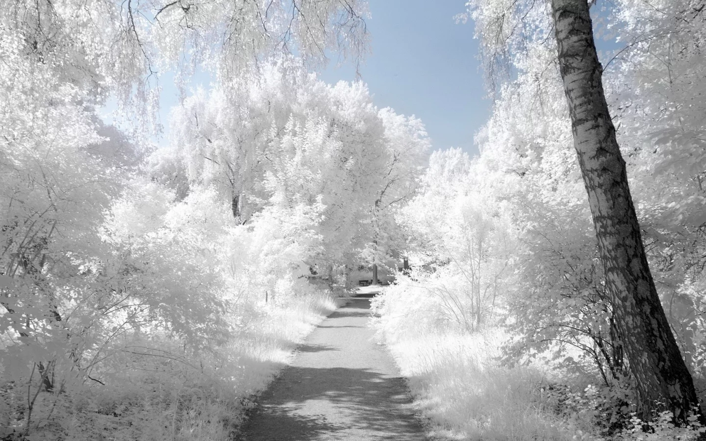 snow, снег