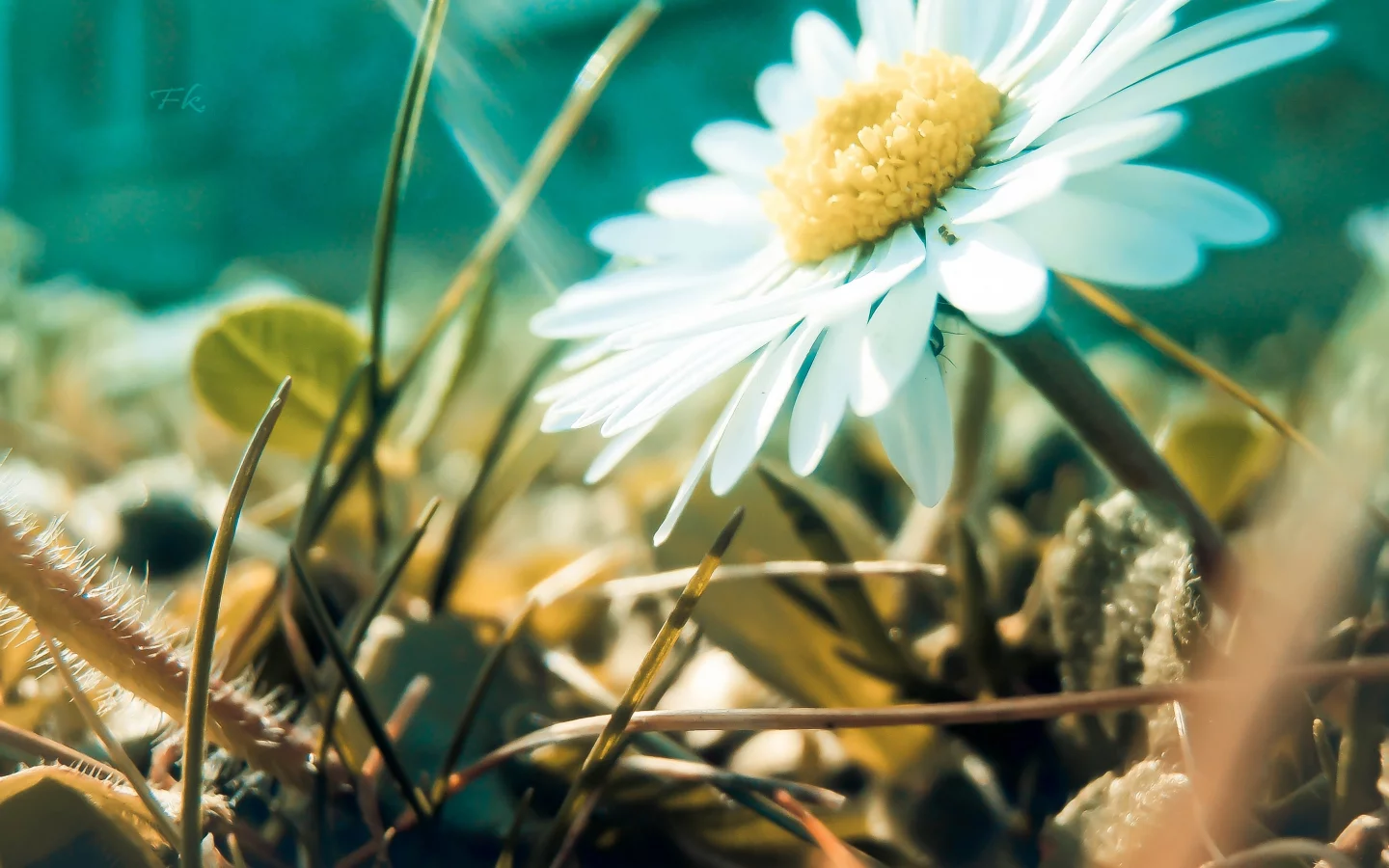 nature, , flowers
