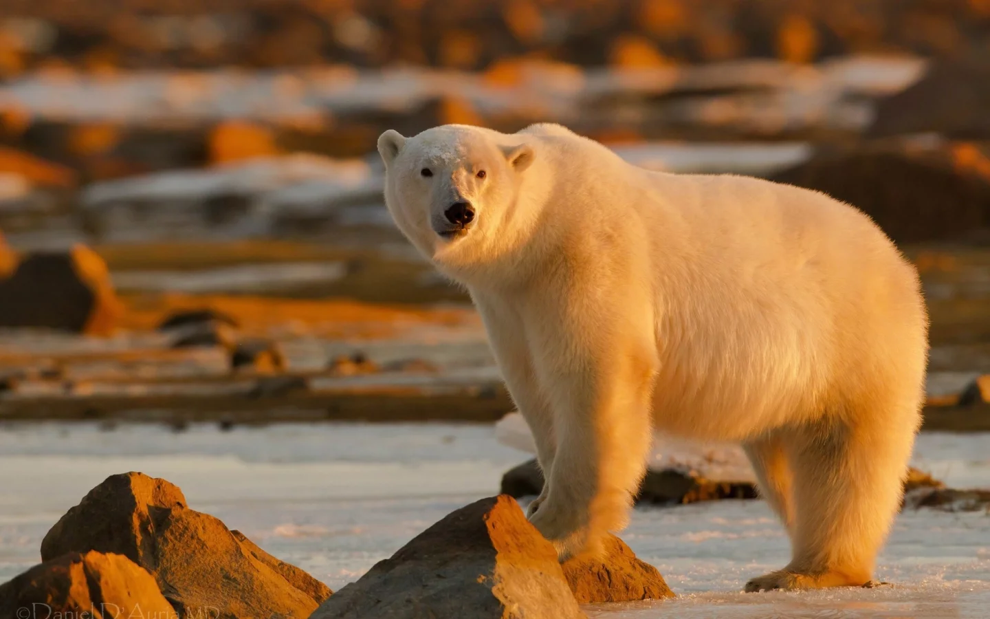 animals, bears, животные, медведи