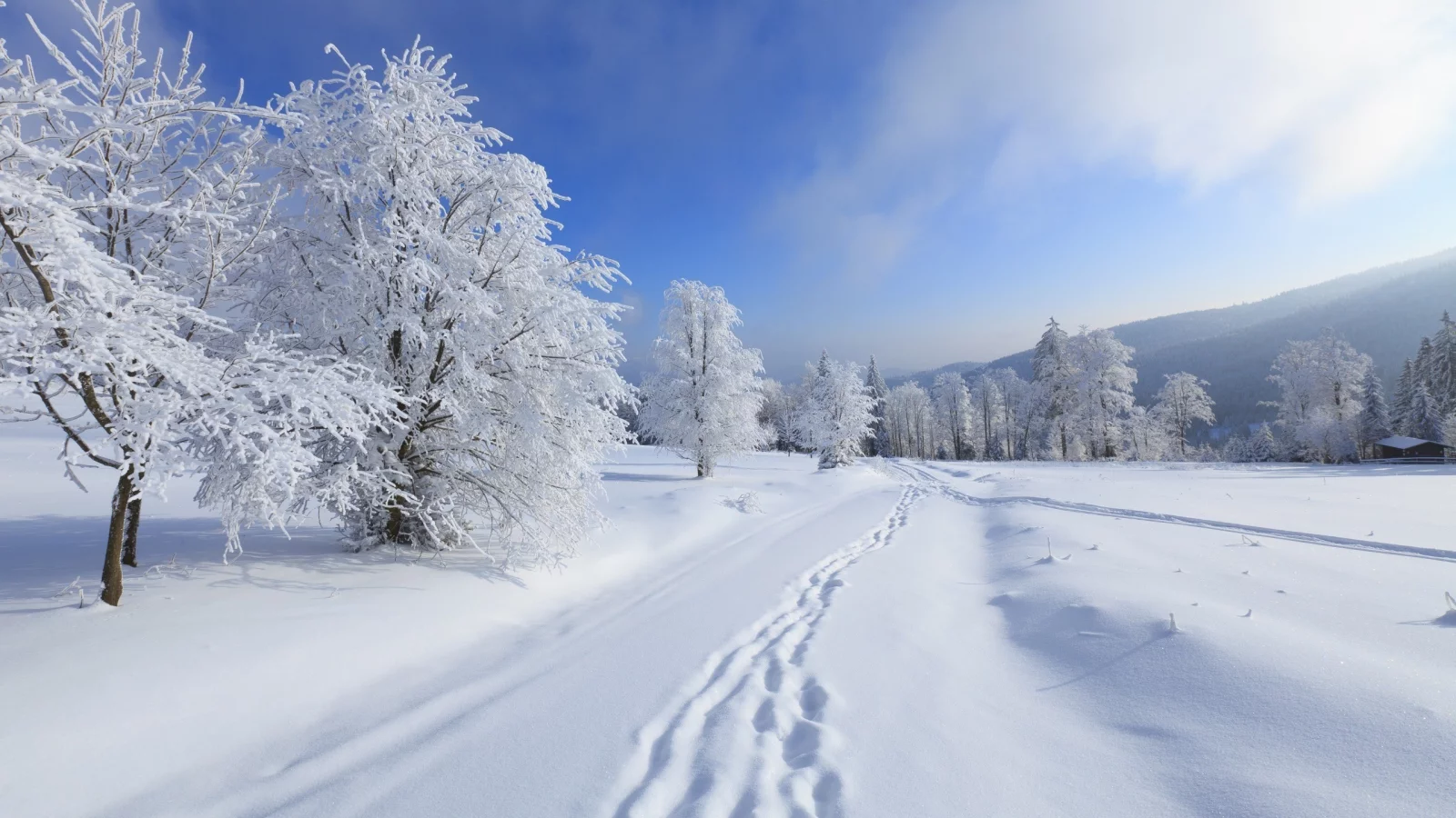 снег, шаги, trees, зима, snow, деревья, steps, winter