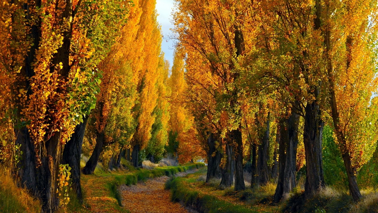 path, деревья, trees, путь