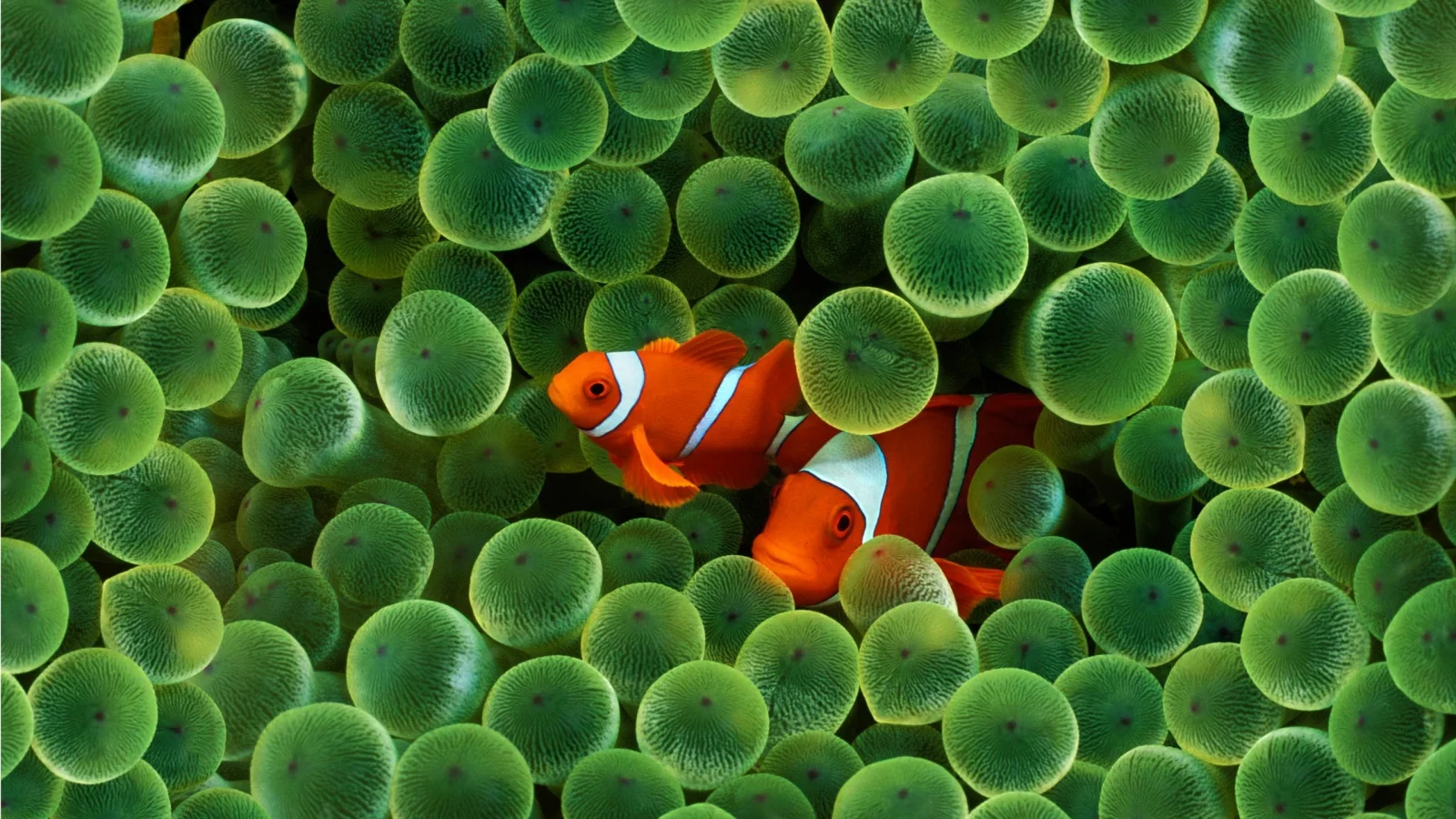 Fish, Fantasy