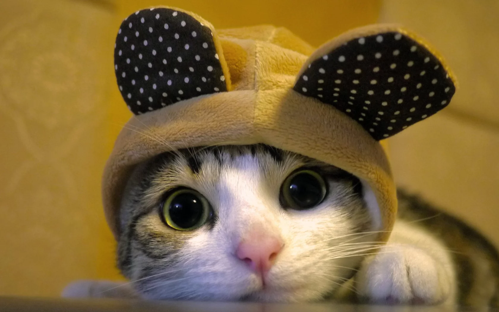 animals, hats, big eyes, funny, головные уборы, животные, забавные, cats, большие глаза, кошки
