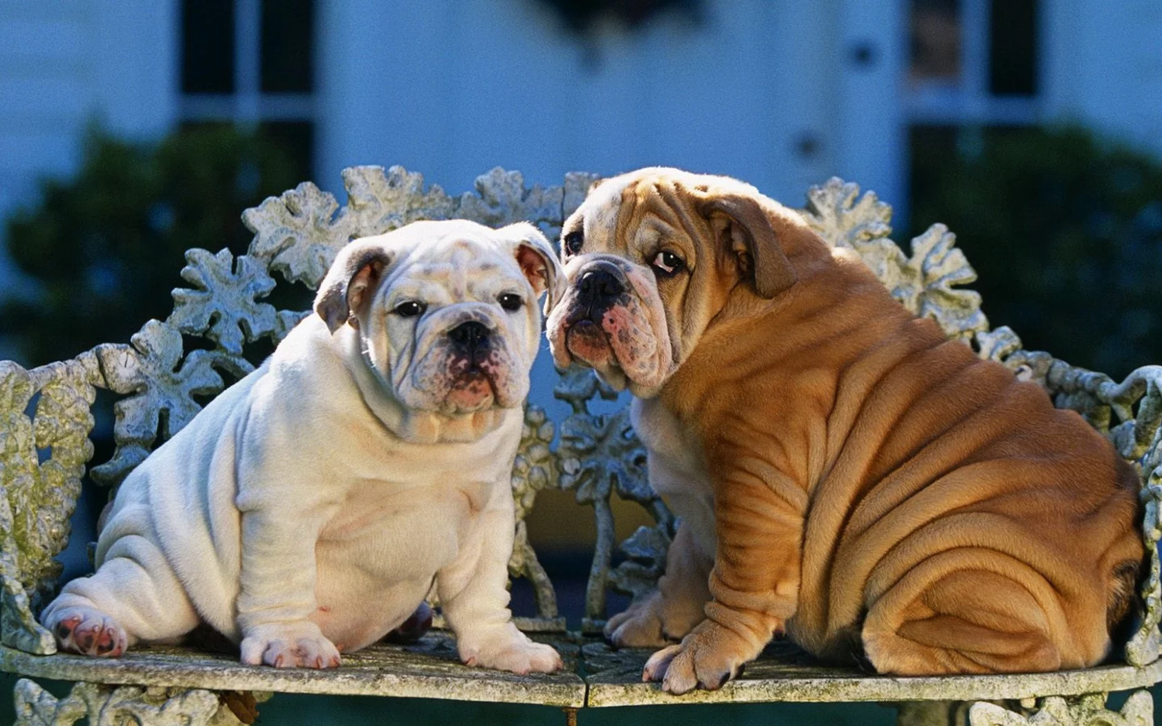 animals, животные