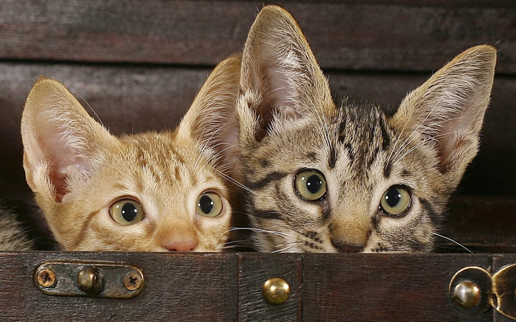 animals, животные