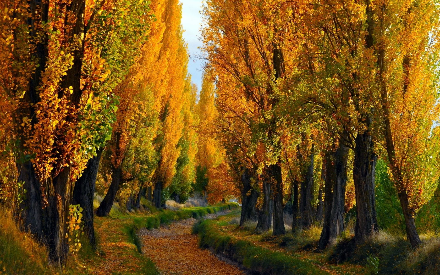 path, деревья, trees, путь