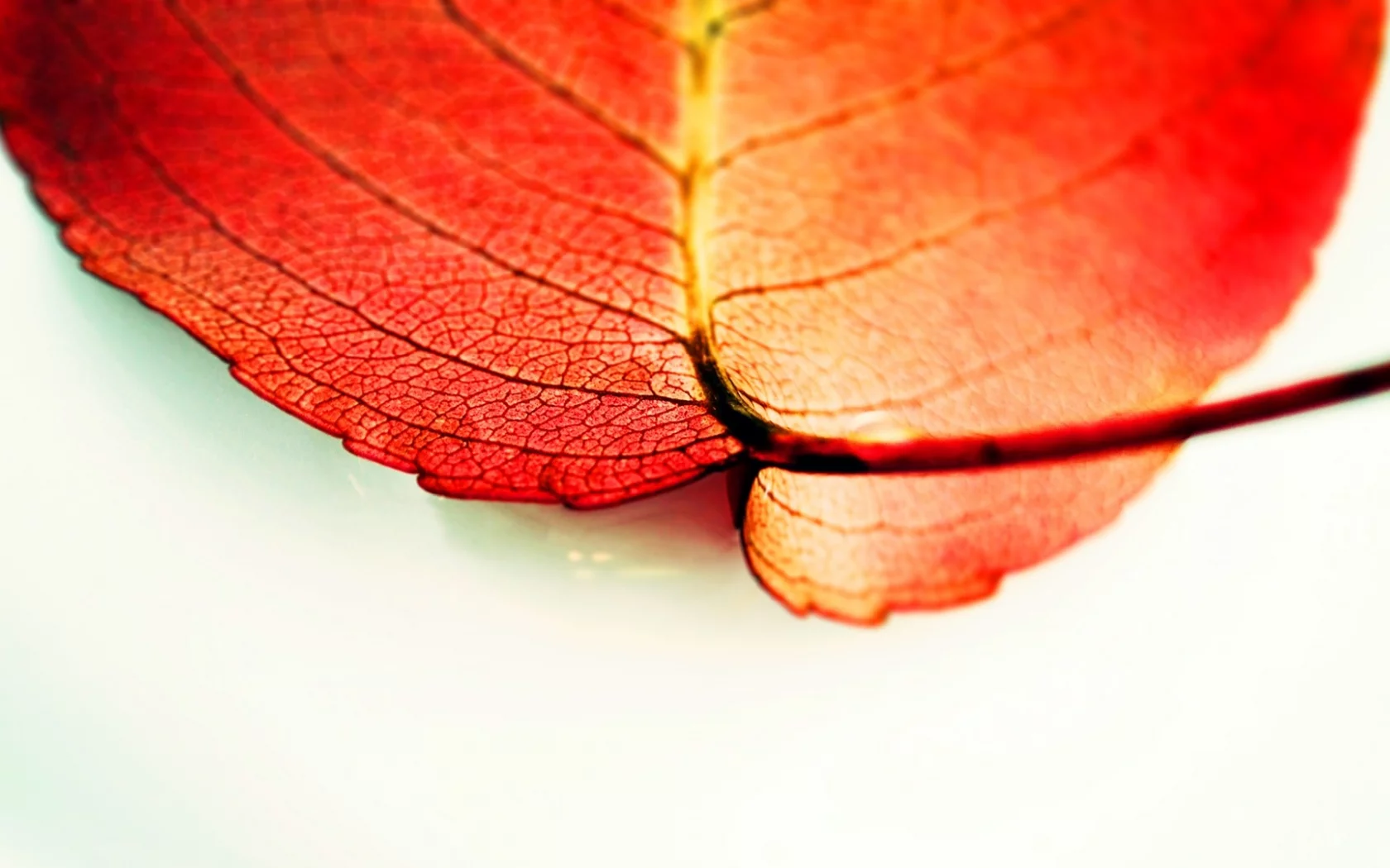 macro, 