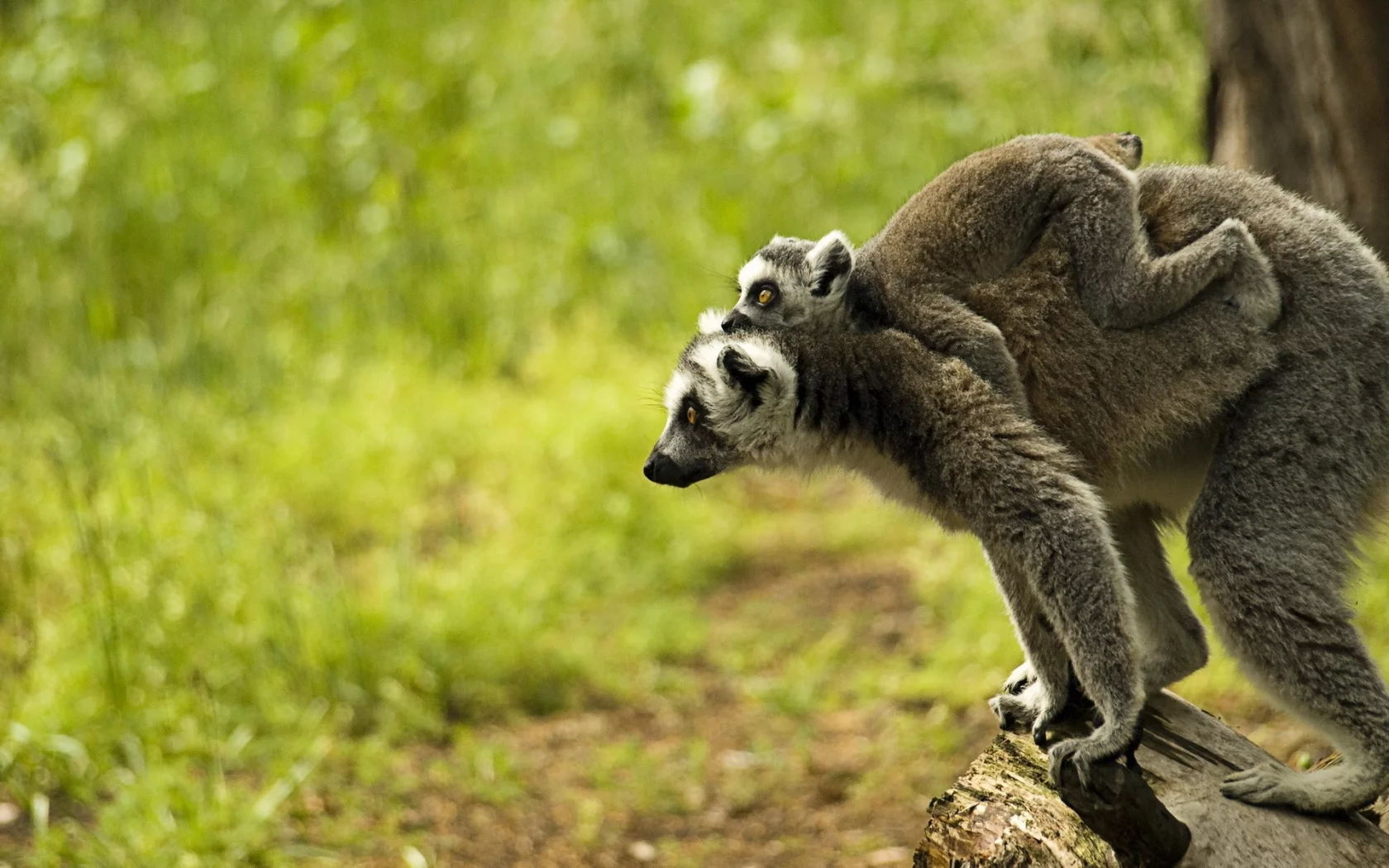 animals, 