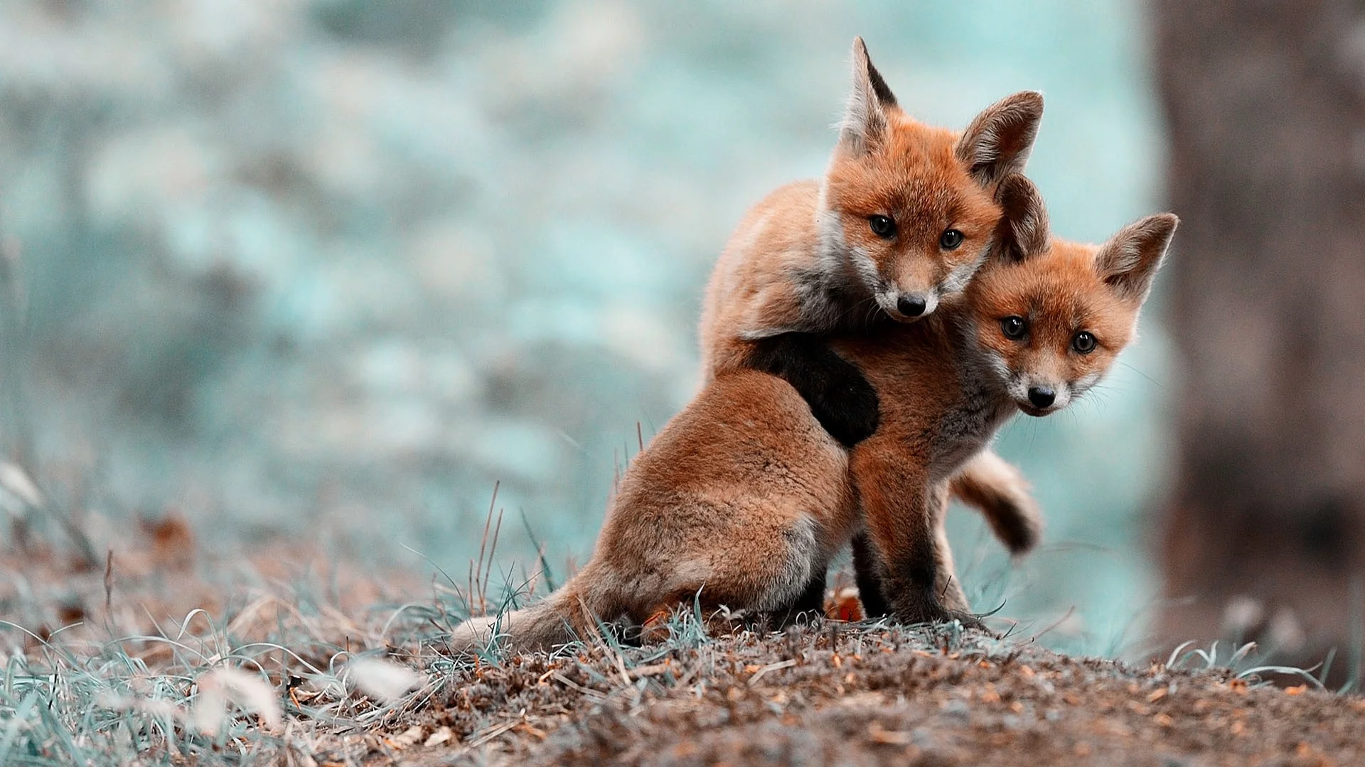 animals, животные, лисы, foxes