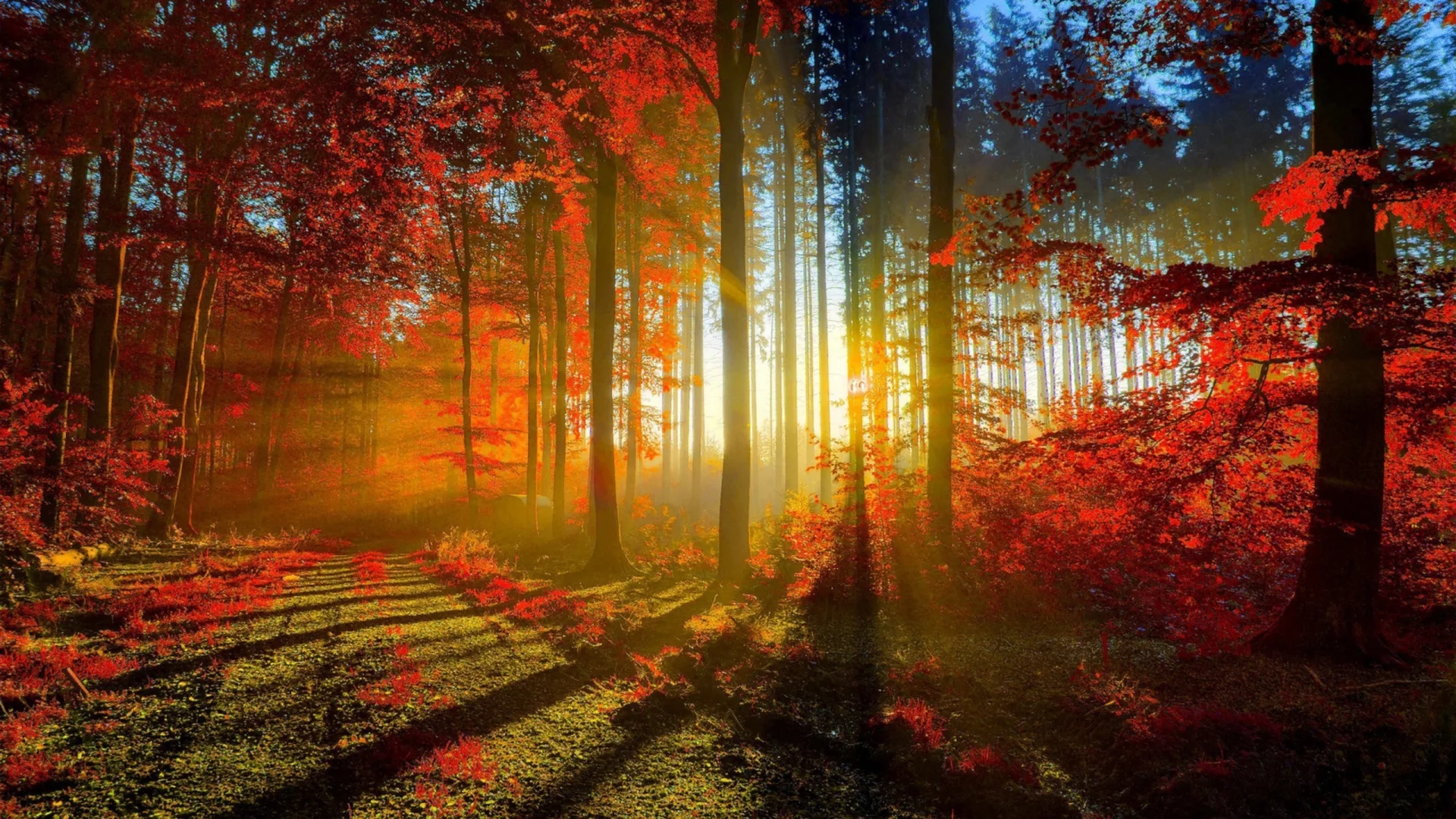 , sunlight, autumn