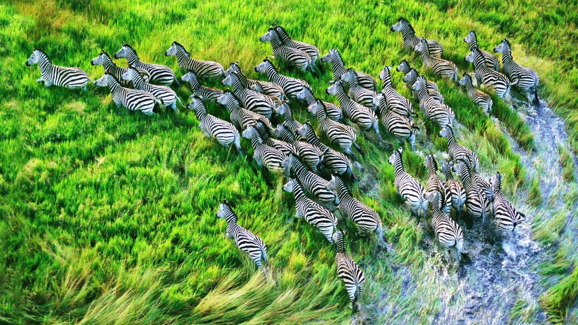 zebras, HDR photography, Grassland, animals, nature, 
