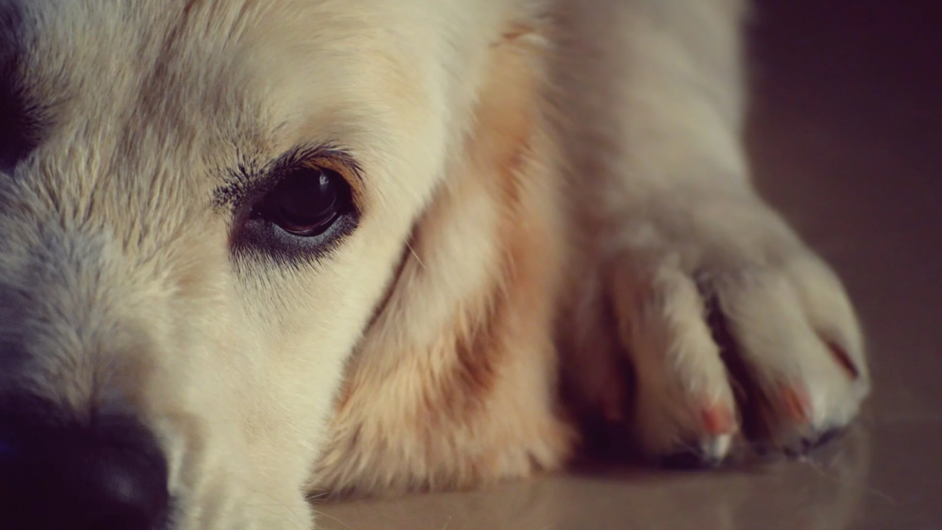 собаки, dogs