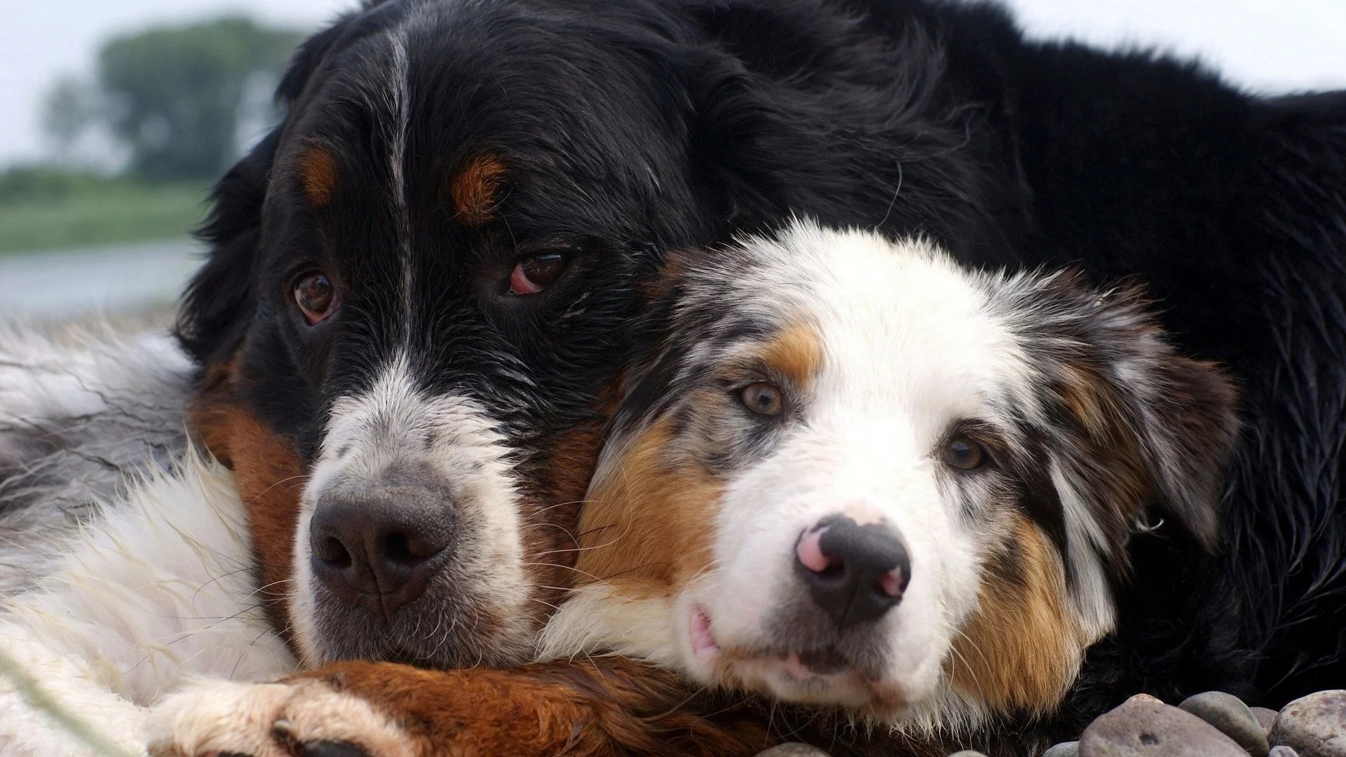 animals, животные