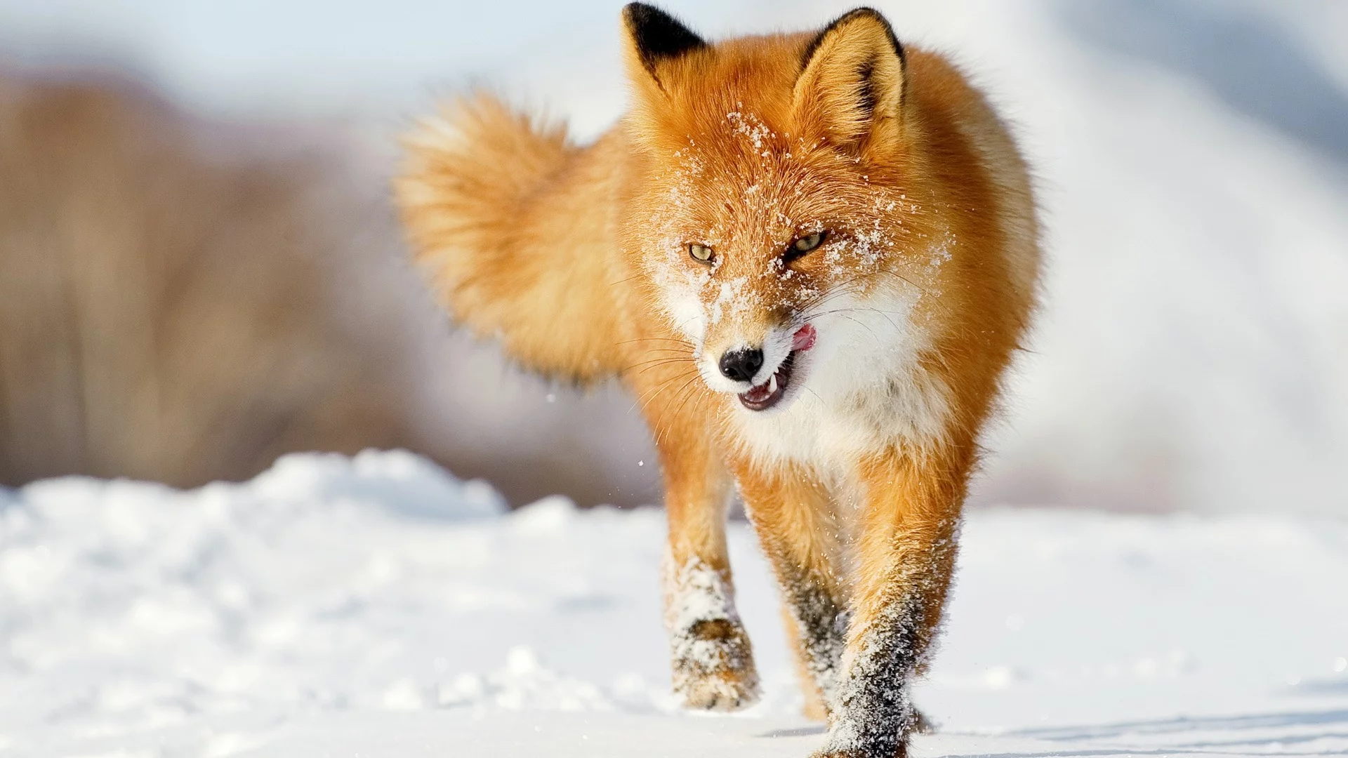foxes, лисы, snow, снег