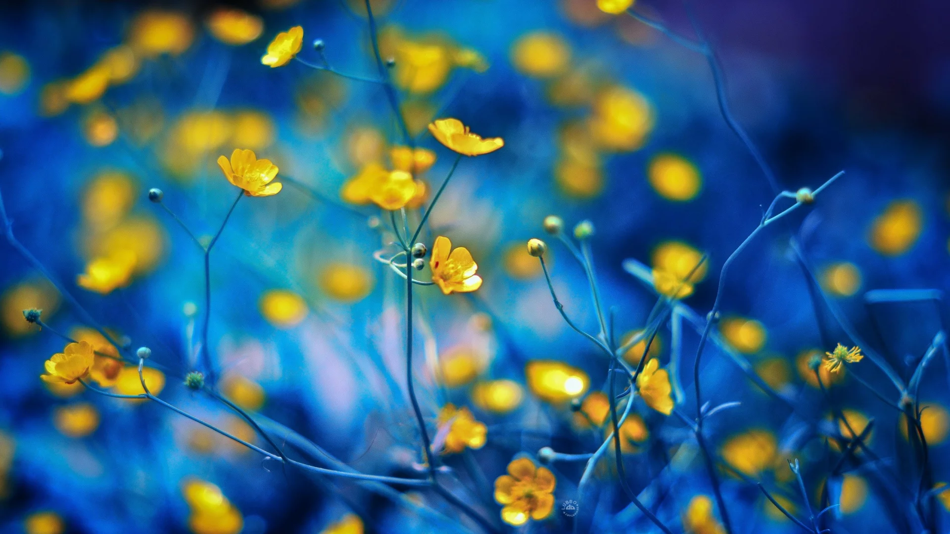 bokeh, Ed, flowers, , close-up, spring