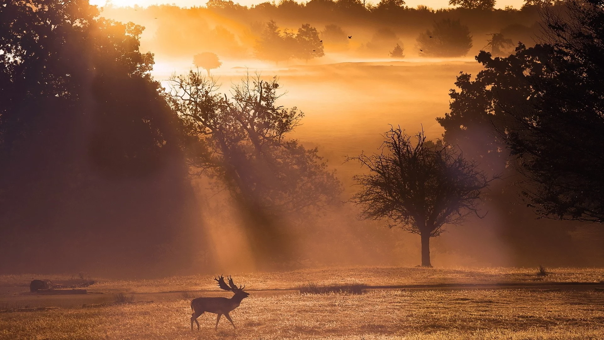 поле, туман, nature, mist, природа, олени, deer, fields