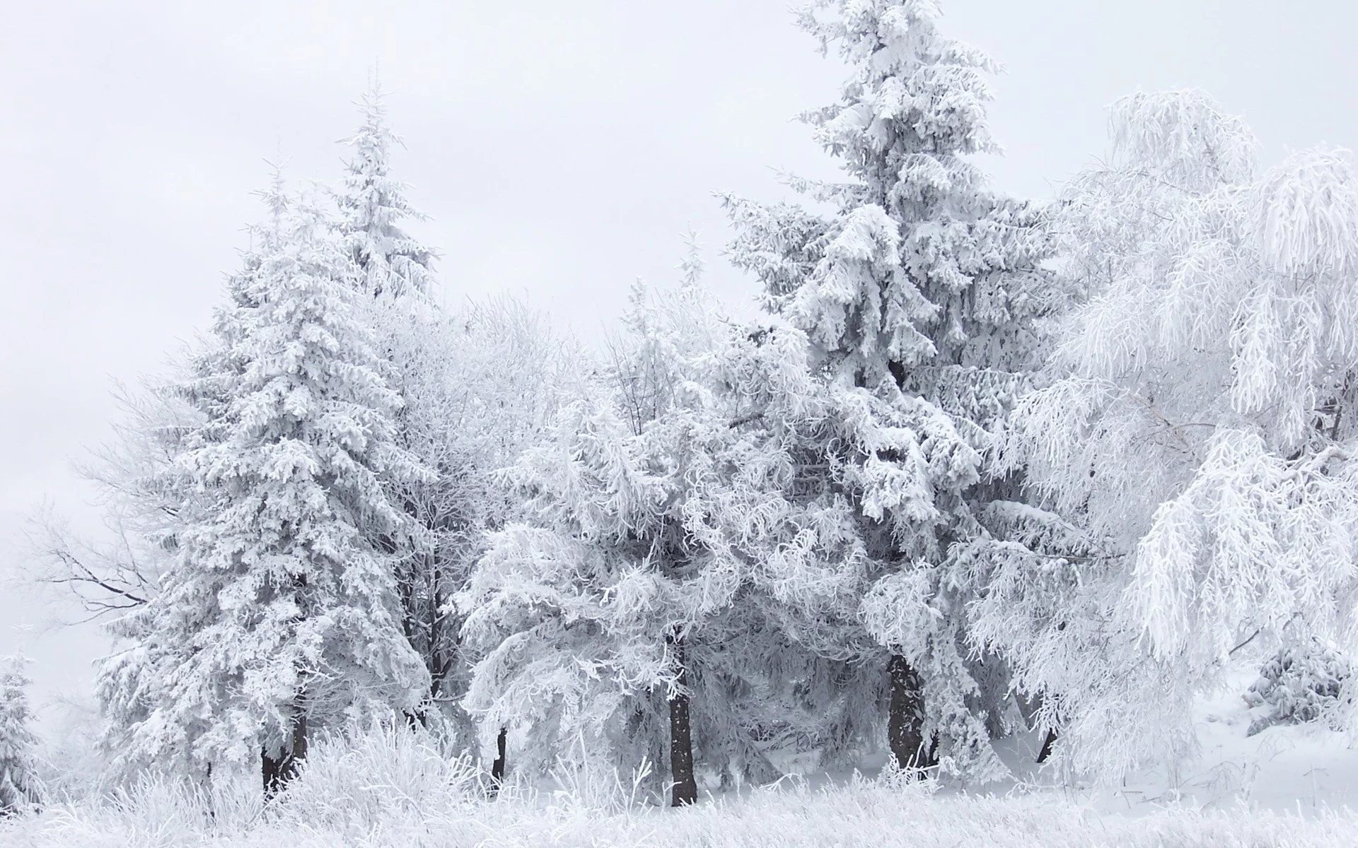 деревья, сосны, белый, trees, white, снег, frost, мороз, snow, pine trees