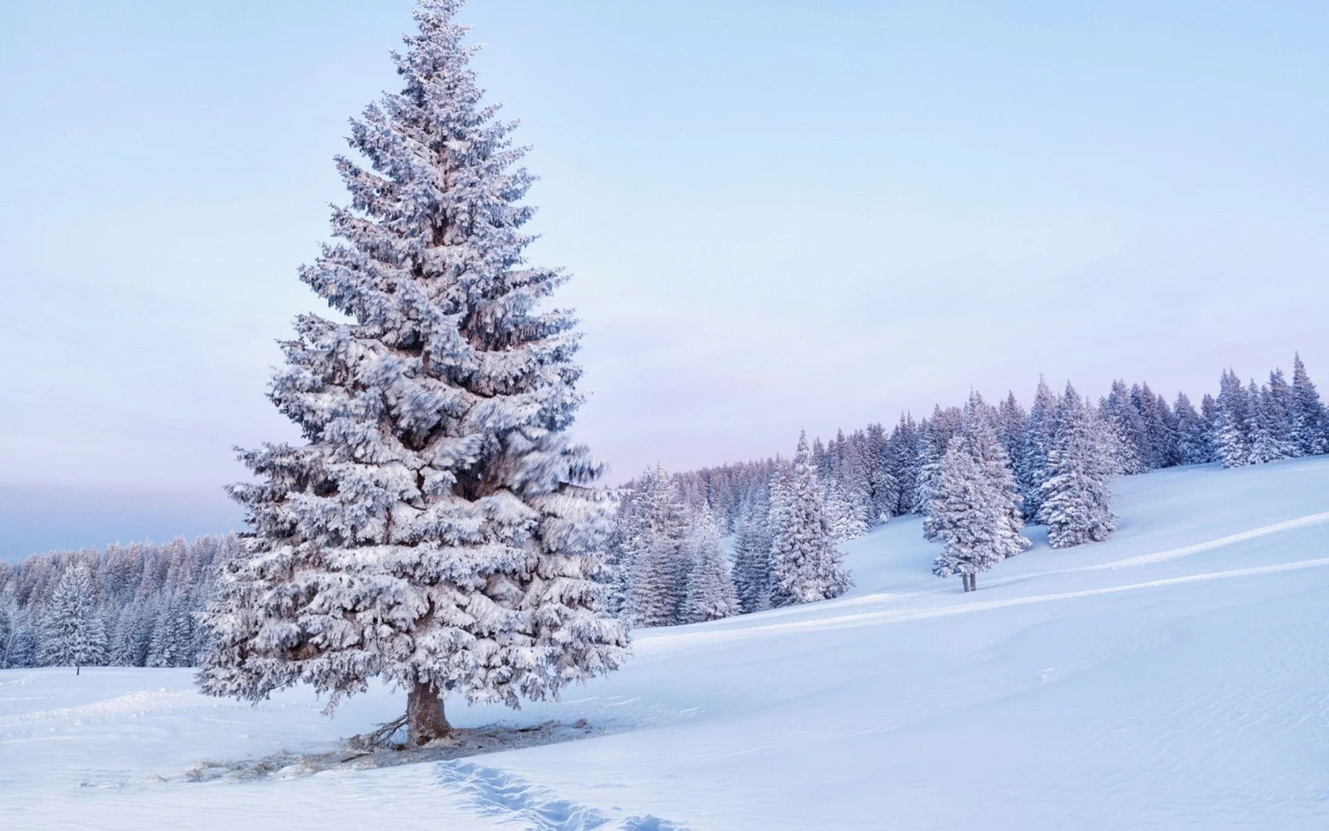 зима, winter