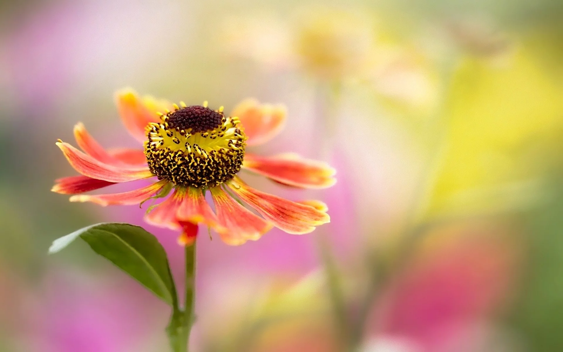 flowers, цветы