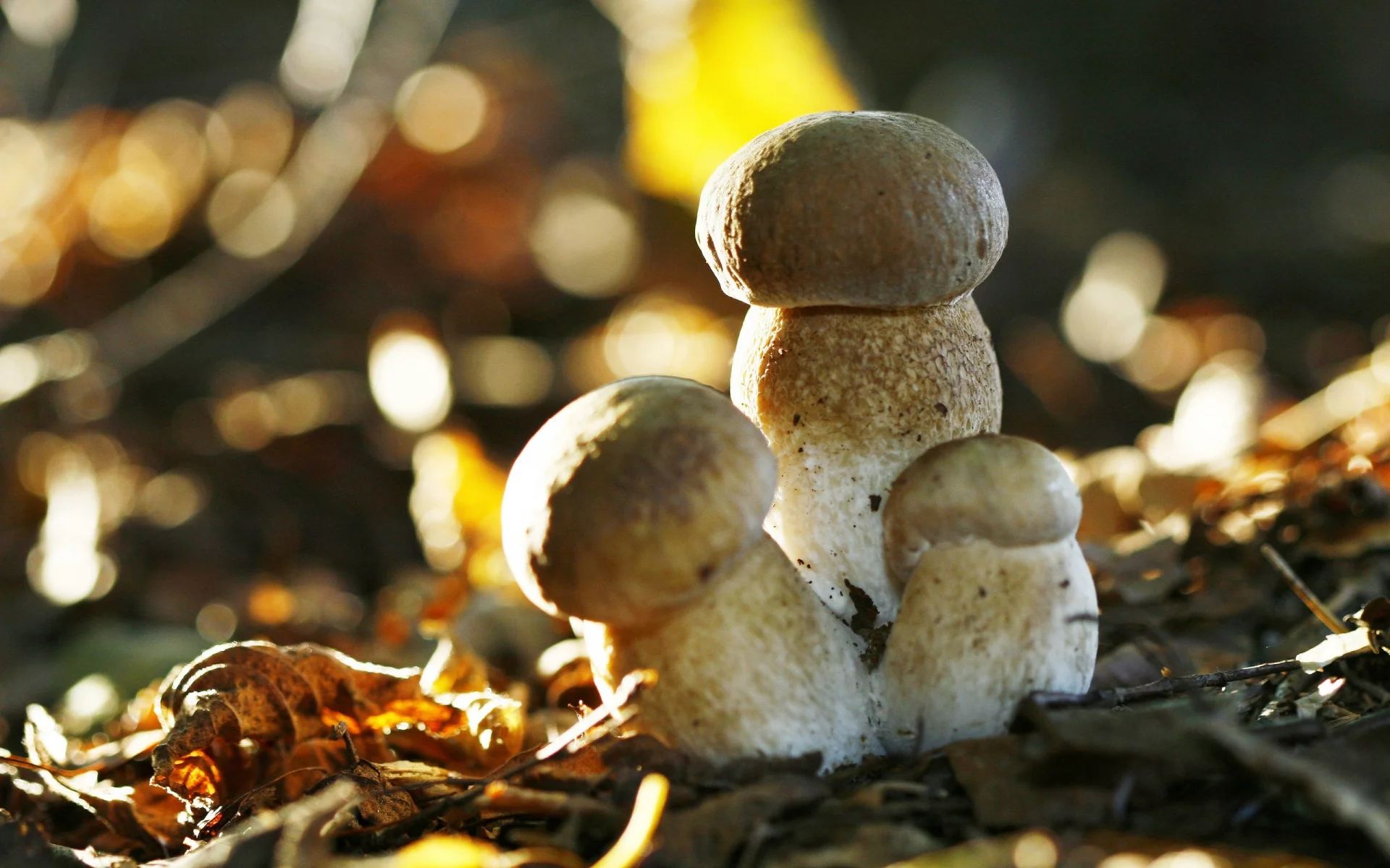 mushrooms, грибы
