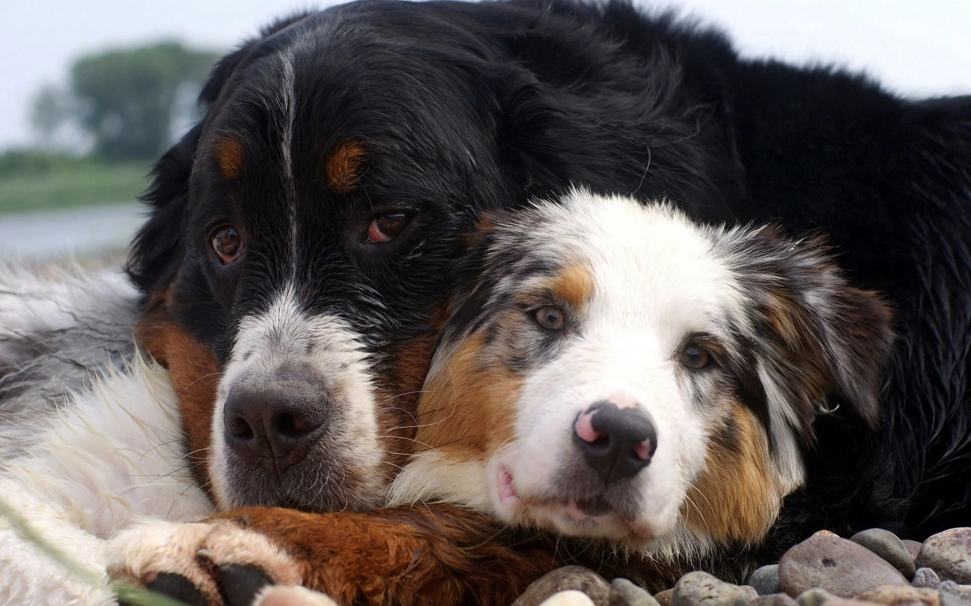 animals, животные