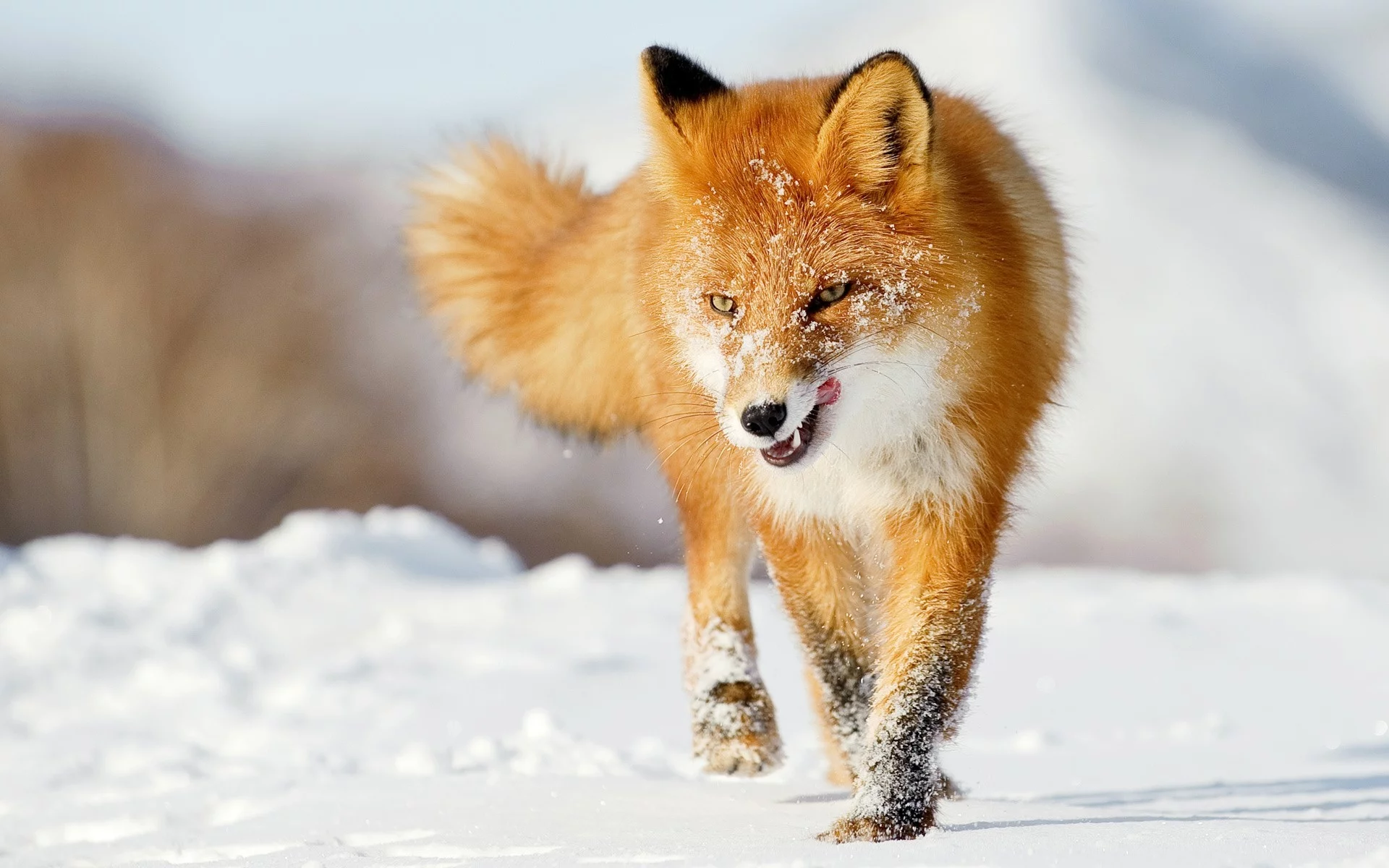 foxes, лисы, snow, снег