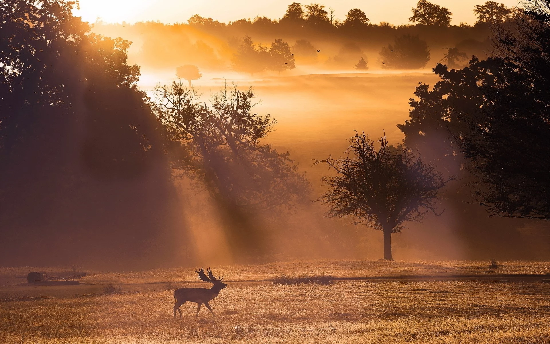 поле, туман, nature, mist, природа, олени, deer, fields