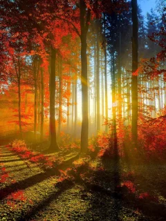 , sunlight, autumn