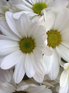 white, белый