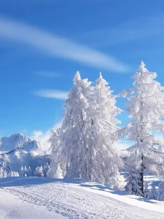 blue skies, tracks, snow, mountains, , trees