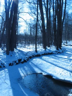 winter, ice, trees, , forest, rivers, water, nature, snow