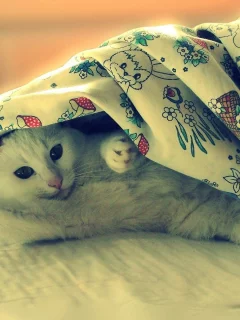 animals, животные
