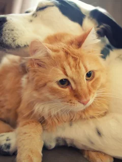 animals, животные