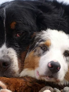 animals, животные
