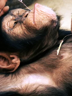 animals, животные