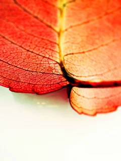 macro, 