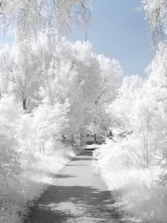 snow, снег