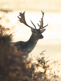 олени, животные, animals, deer