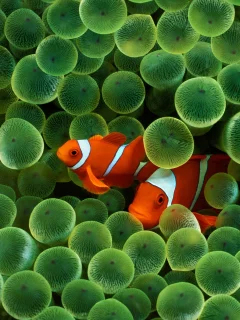 Fish, Fantasy