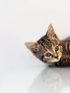 , animals