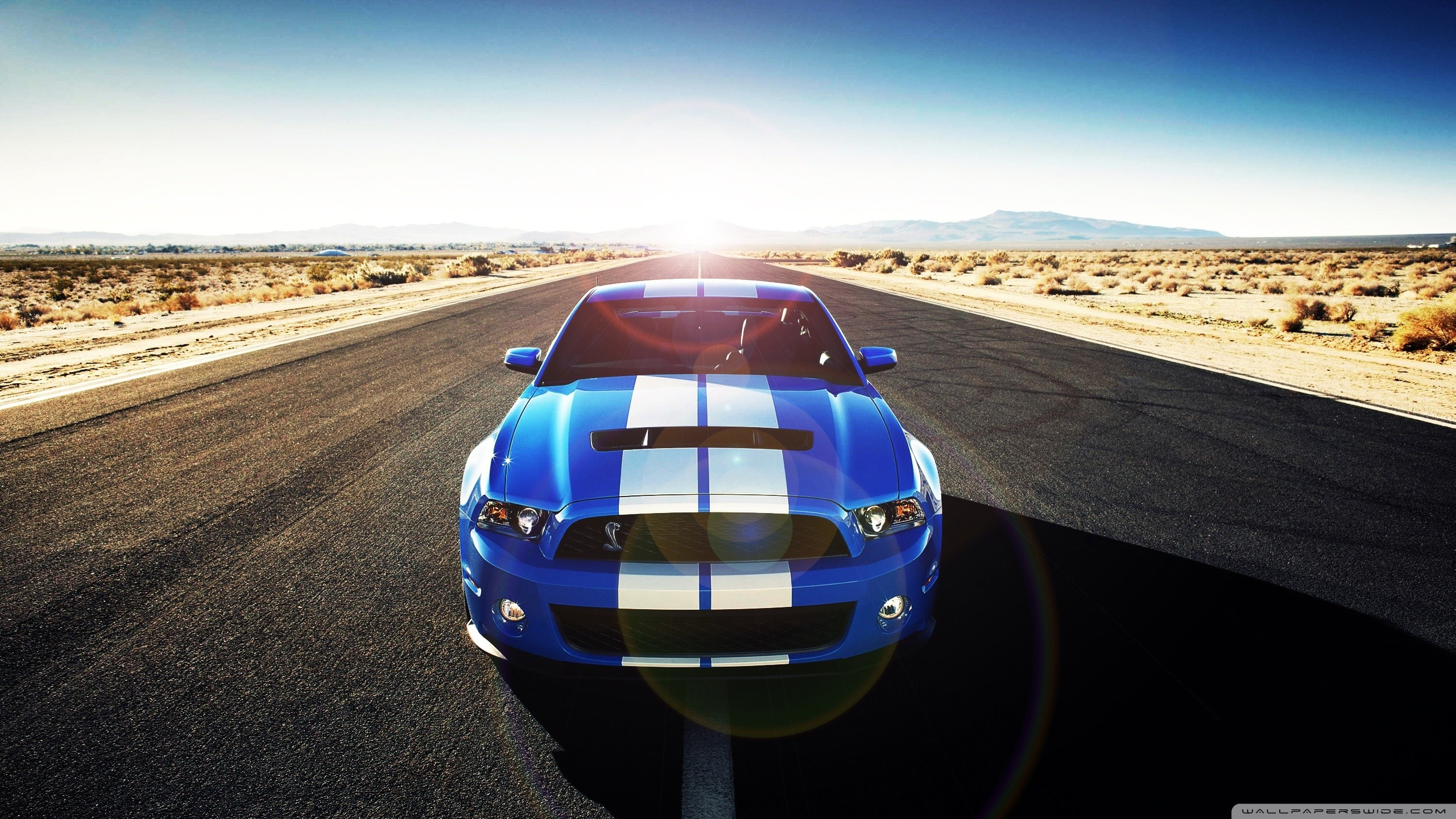 cars, , Shelby